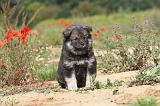 CHIEN FINNOIS DE LAPONIE 432